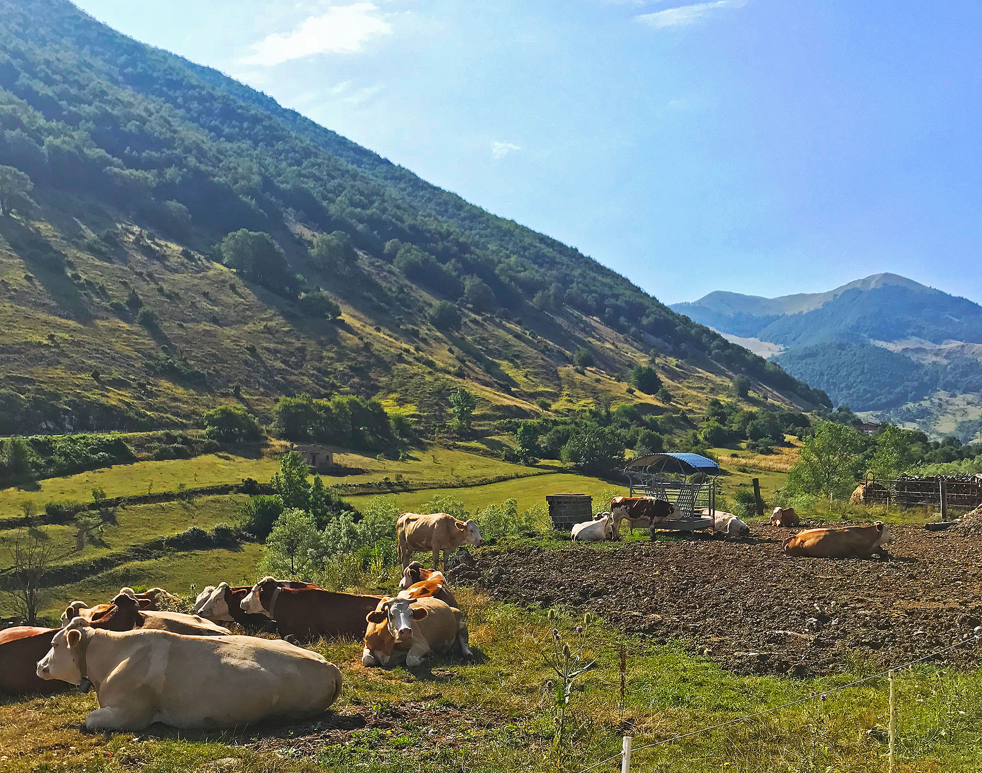 Una splendida mandria a riposo