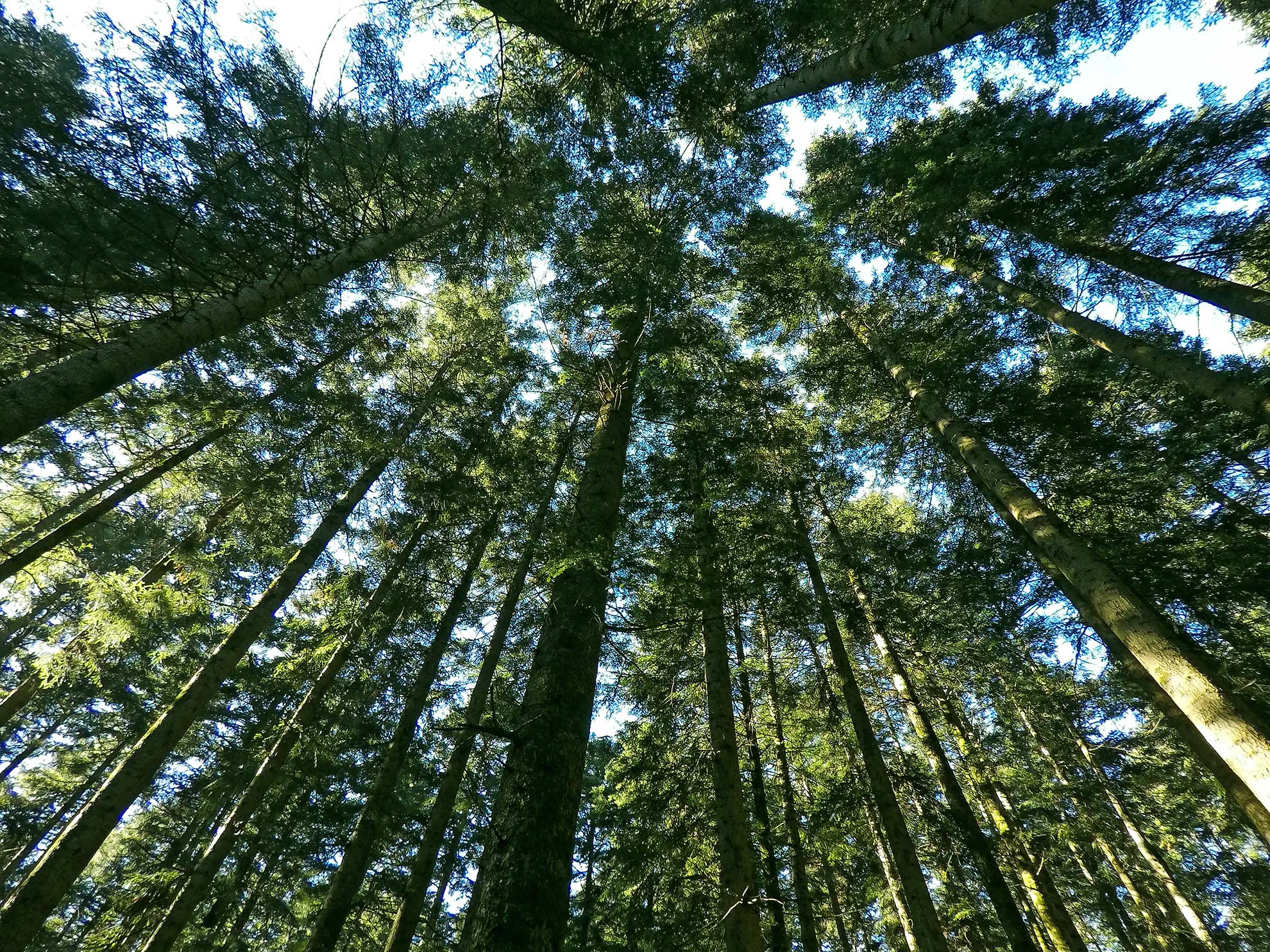 Camaldoli