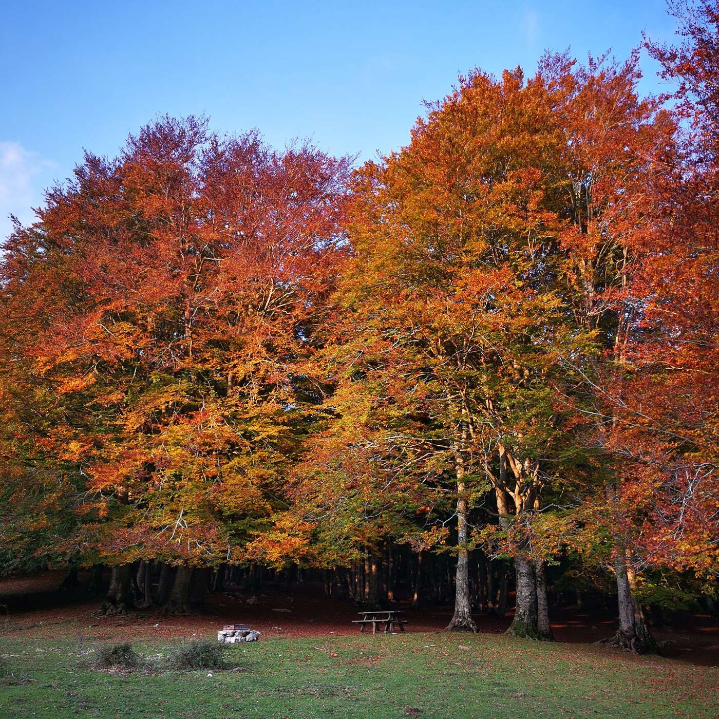 foliage lazio