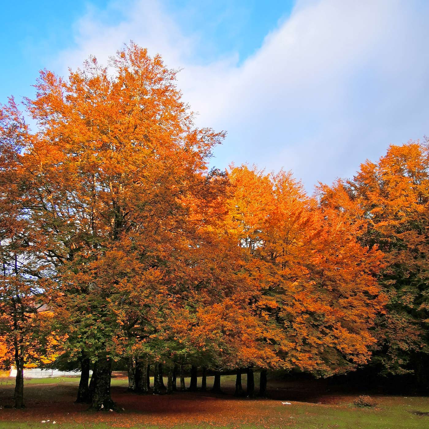 foliage lazio