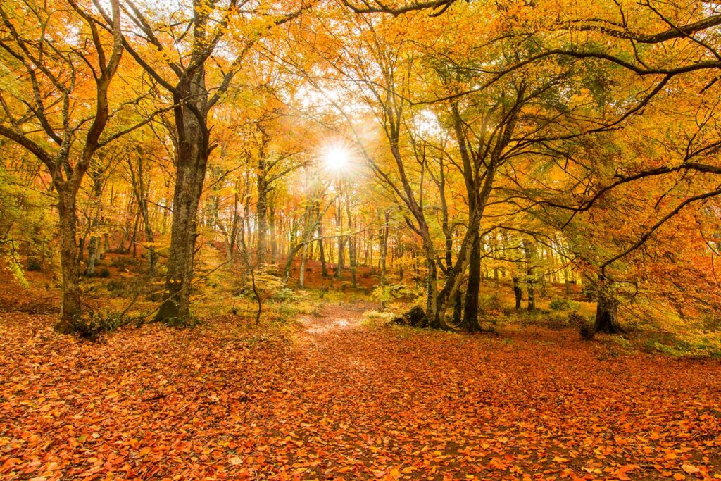 Foliage nel centro Italia