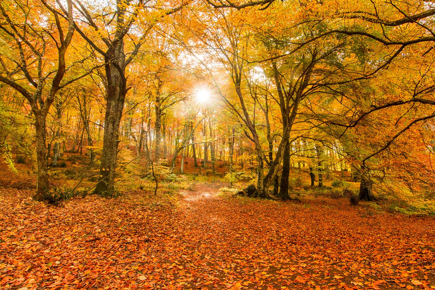 Foliage nel centro Italia